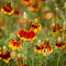 Mexican Hat (Prairie Coneflower)